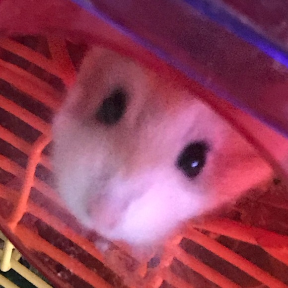 Meet your Posher, Val - Picture 1 of 1